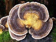گیاهان تیره (خانواده)  پلی پوراسه  - Polyporaceae